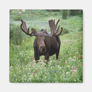 Imã Alce macho Alces alces) em flores silvestres,