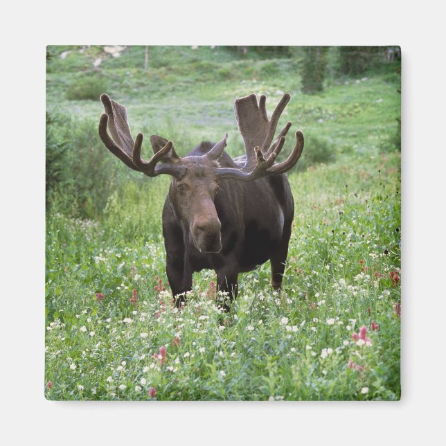 Imã Alce macho Alces alces) em flores silvestres, (Frente)