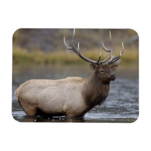 Ímã Alce Macho Atravessando Parque Nacional de Yello