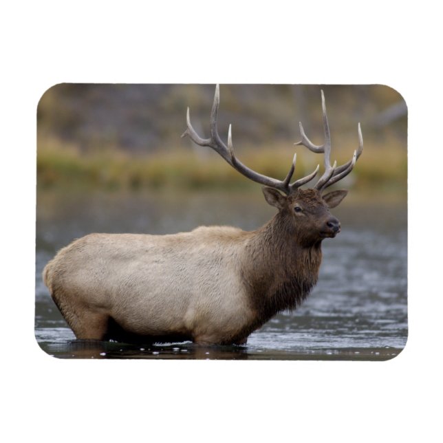 Ímã Alce Macho Atravessando | Parque Nacional de Yello (Horizontal)