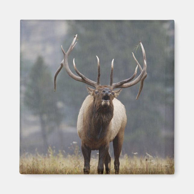 Imã Alce macho bramando, Yellowstone NP, Wyoming 2 (Frente)