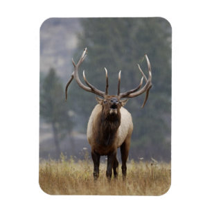 Ímã Alce macho bugling, Parque Nacional de Yellowstone