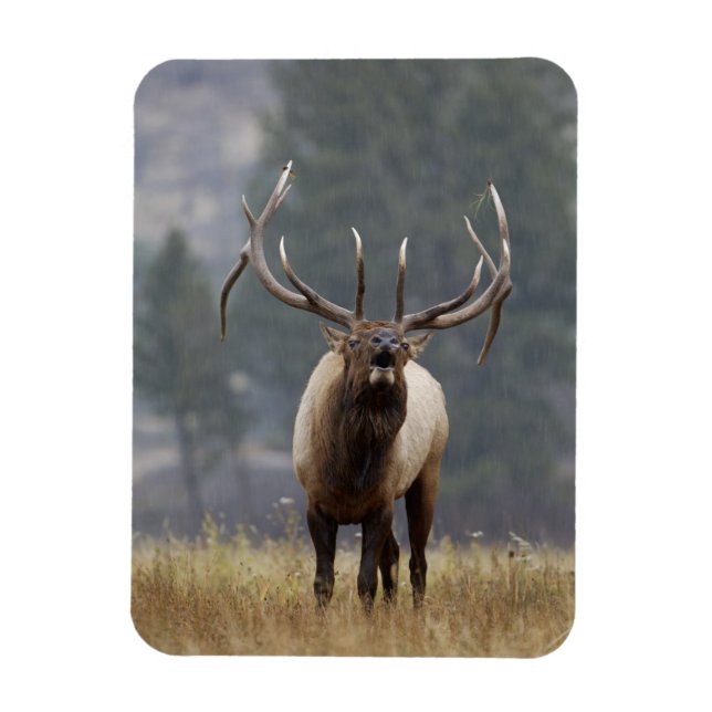Ímã Alce macho bugling, Parque Nacional de Yellowstone (Vertical)