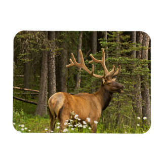 Ímã Alce macho em veludo, Canadá