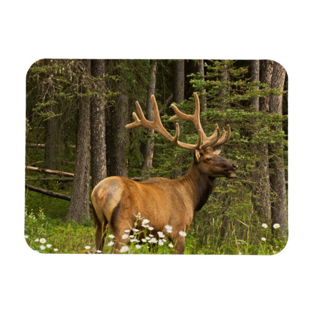 Ímã Alce macho em veludo, Canadá (Horizontal)