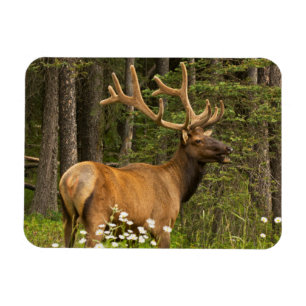 Ímã Alce macho em veludo, Canadá