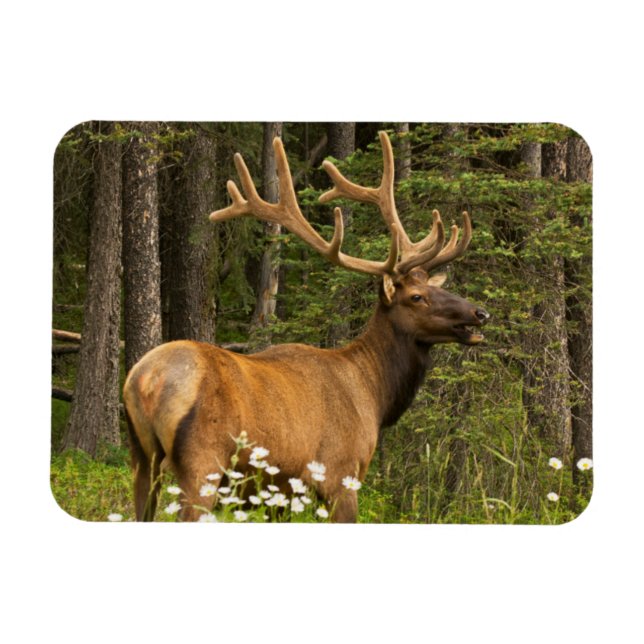 Ímã Alce macho em veludo, Canadá (Horizontal)
