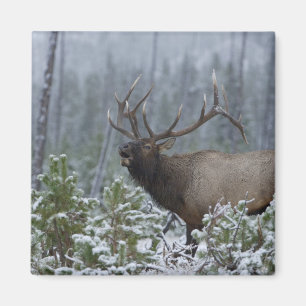 Imã Alce macho na neve chamando, buglando, Yellowstone
