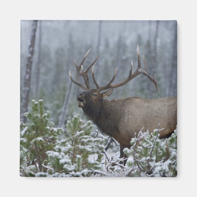 Imã Alce macho na neve chamando, buglando, Yellowstone (Frente)