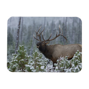 Ímã Alce macho na neve chamando, bugling, Yellowstone