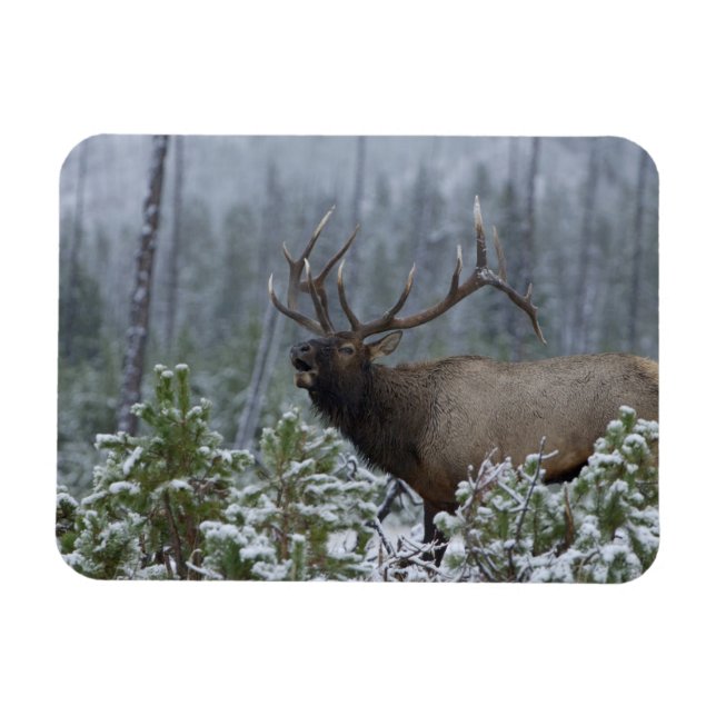 Ímã Alce macho na neve chamando, bugling, Yellowstone (Horizontal)