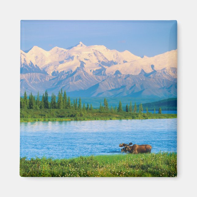 Imã Alce macho no Wonder Lake (Frente)