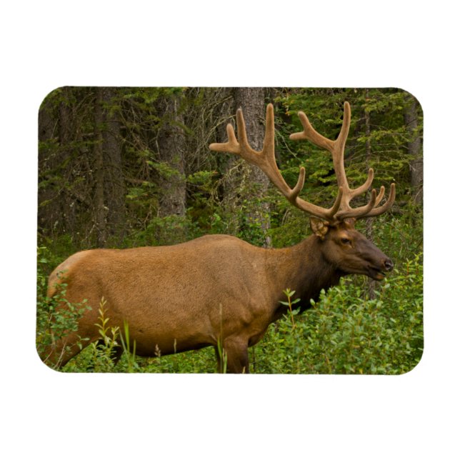 Ímã Alce macho | Parque Nacional Banff, Alberta, Canad (Horizontal)