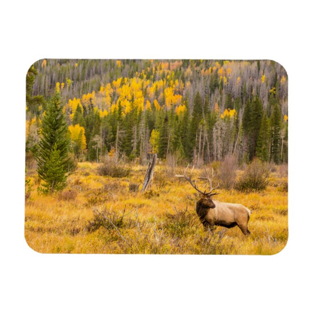 Ímã Alce macho | Parque Nacional das Montanhas Rochosa (Horizontal)