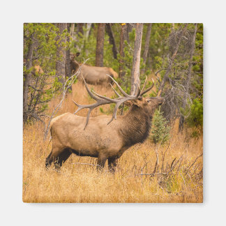 Imã Alce macho | Parque Nacional das Montanhas Rochosa