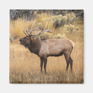 Imã Alce macho Parque Nacional de Yellowstone