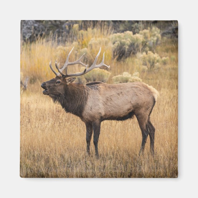 Imã Alce macho | Parque Nacional de Yellowstone (Frente)