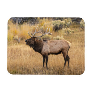 Ímã Alce macho Parque Nacional de Yellowstone