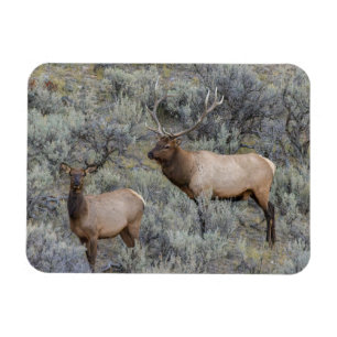 Ímã Alce Macho Parque Nacional de Yellowstone, Wyomi