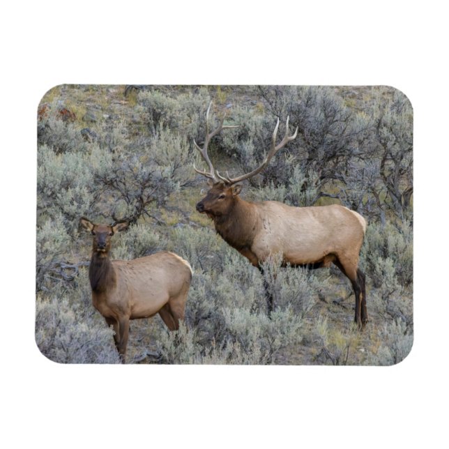 Ímã Alce Macho | Parque Nacional de Yellowstone, Wyomi (Horizontal)