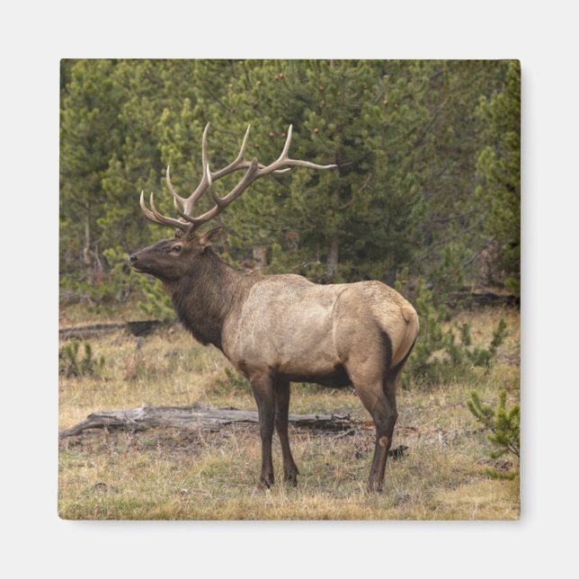 Imã Alce macho Parque Nacional de Yellowstone, Wyoming (Frente)