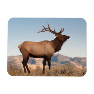 Ímã Alce Macho Perto de Mammoth Wyoming