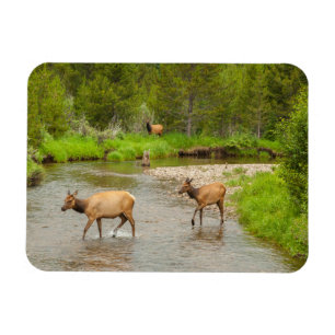 Ímã Alces cruzando o rio Colorado