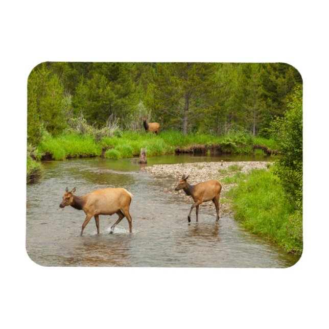 Ímã Alces cruzando o rio Colorado (Horizontal)