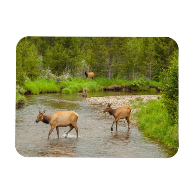 Ímã Alces cruzando o rio Colorado (Horizontal)