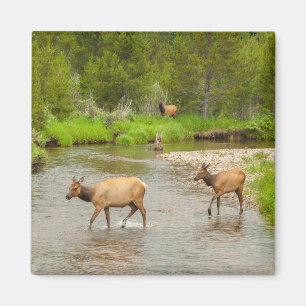 Imã Alces cruzando o rio Colorado