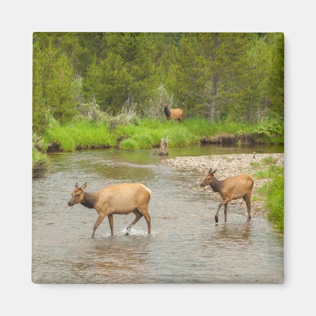 Imã Alces cruzando o rio Colorado (Frente)
