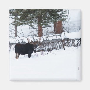 Imã Alces de Bull