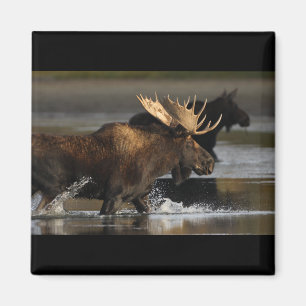 Imã Alces de Bull