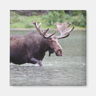 Imã Alces em uma missão