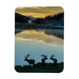 Ímã Alces Machos Silhuetados Poudre Lake Nascer do Sol