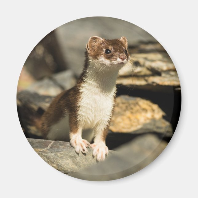 Imã Alerta Weasel (Frente)