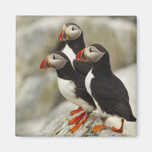 Imã Alfinões-do-Atlântico na Ilha do Selo de Machias