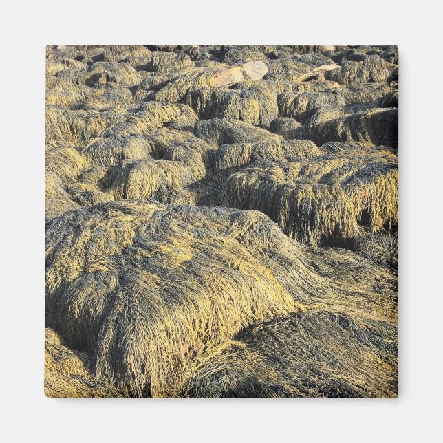 Imã algas marinhas (Frente)