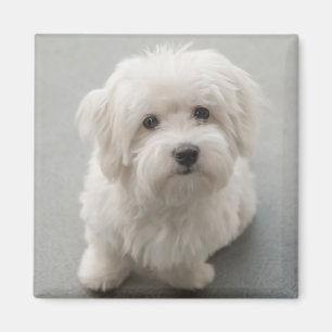 Imã Algodão de Tulear Filhote de cachorro de Maisie