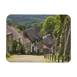 Ímã Algodão em Dourado Hill, Shaftesbury, Dorset,
