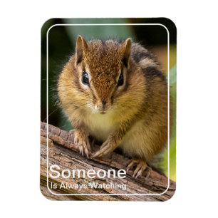 Ímã Alguém está assistindo Chipmunk