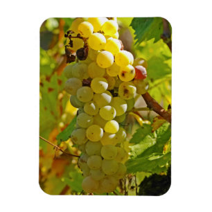 Ímã Algumas Chasselas na vinha - plantadas há muito te