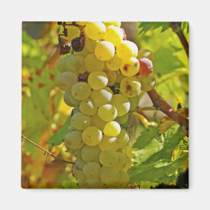 Imã Algumas Chasselas na vinha - plantadas há muito te