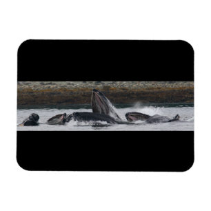 Ímã Alimentação das baleias de Humpback