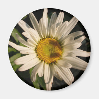 Imã Alimentação do ventilador