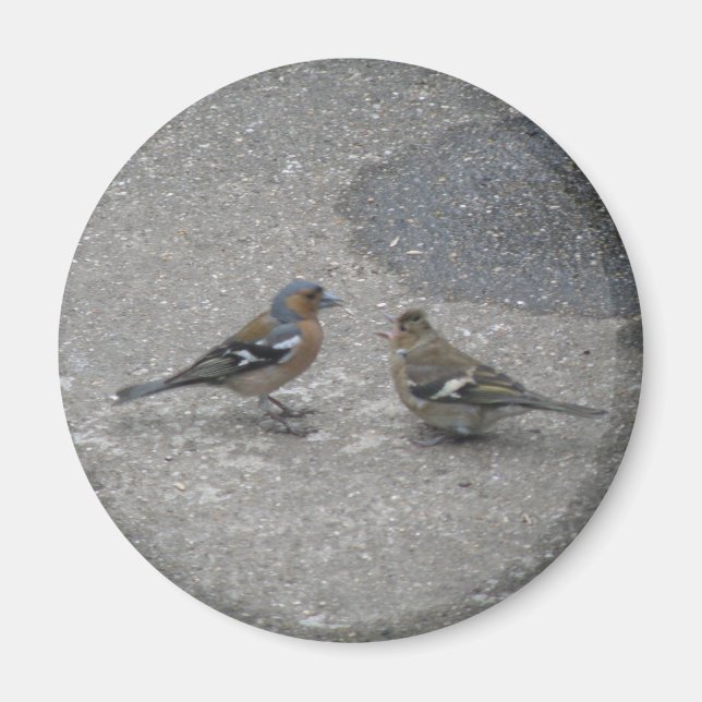 Imã Alimente-me o ímã Chaffinch (Frente)