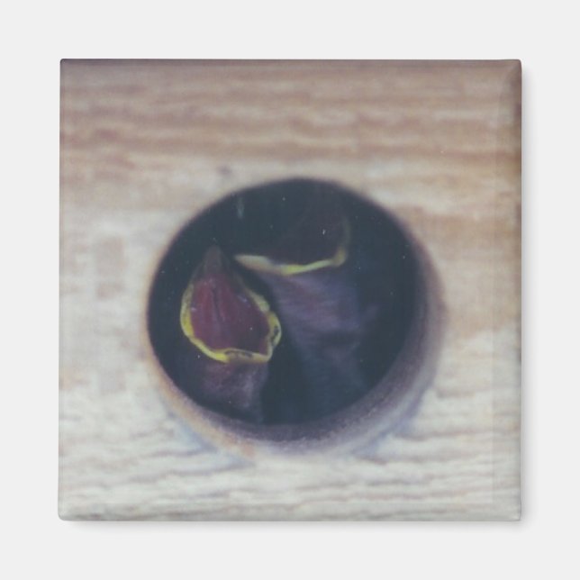 Imã ALIMENTE-NOS! -iman (Frente)