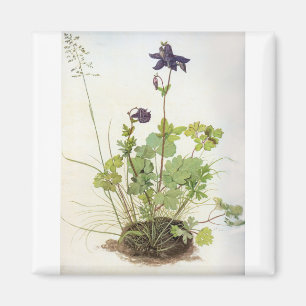 Imã Alkelei-Blume - Albrecht Durer - c1500