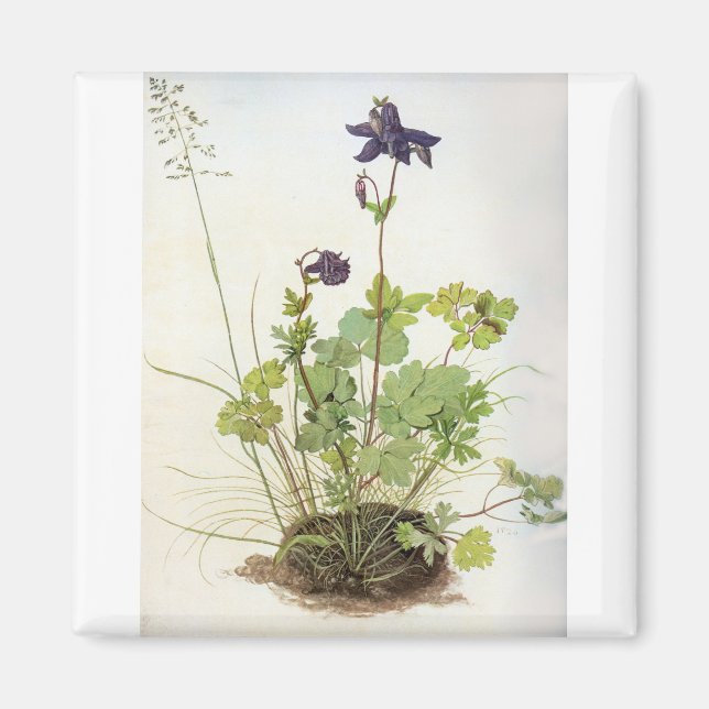 Imã Alkelei-Blume - Albrecht Durer - c1500 (Frente)