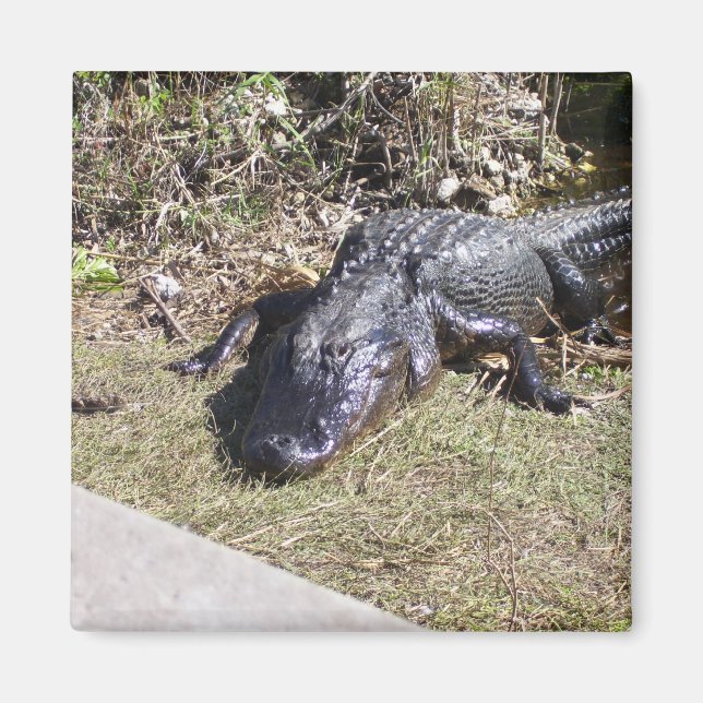 Imã Alligador Saindo Nas Everglades (Frente)